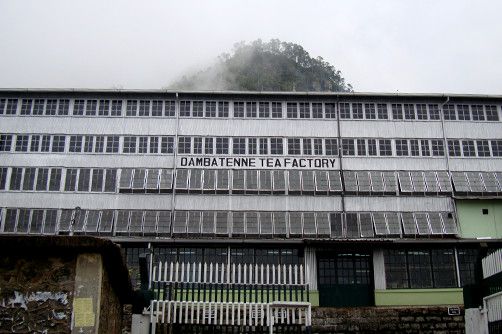 Dambatenna Tea Factory