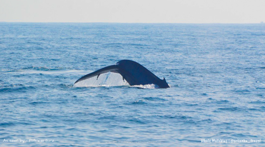 Whale Watching Sri Lanka