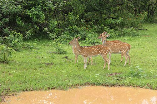 Wildlife Wilpattu National Park