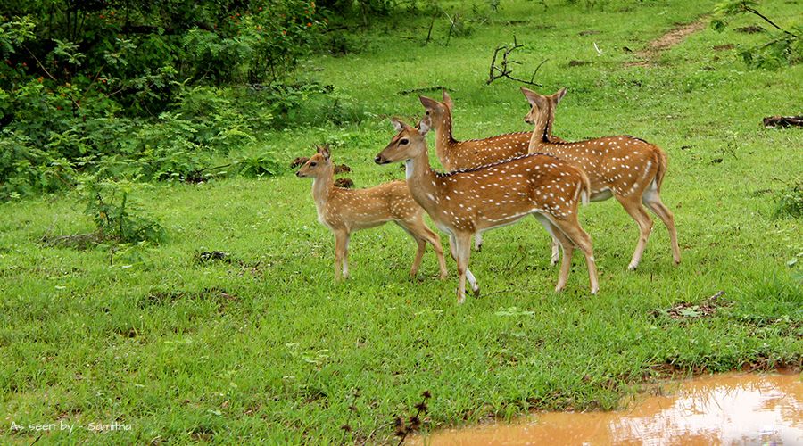 Wildlife Safari - Sri Lanka
