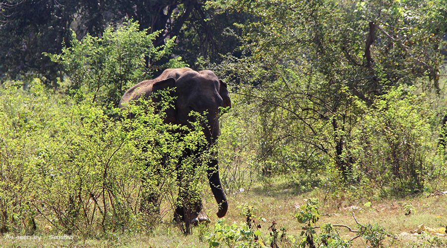 Wildlife Sri Lanka | national parks-elephants-animals -jungles-safaries-hotels-photo