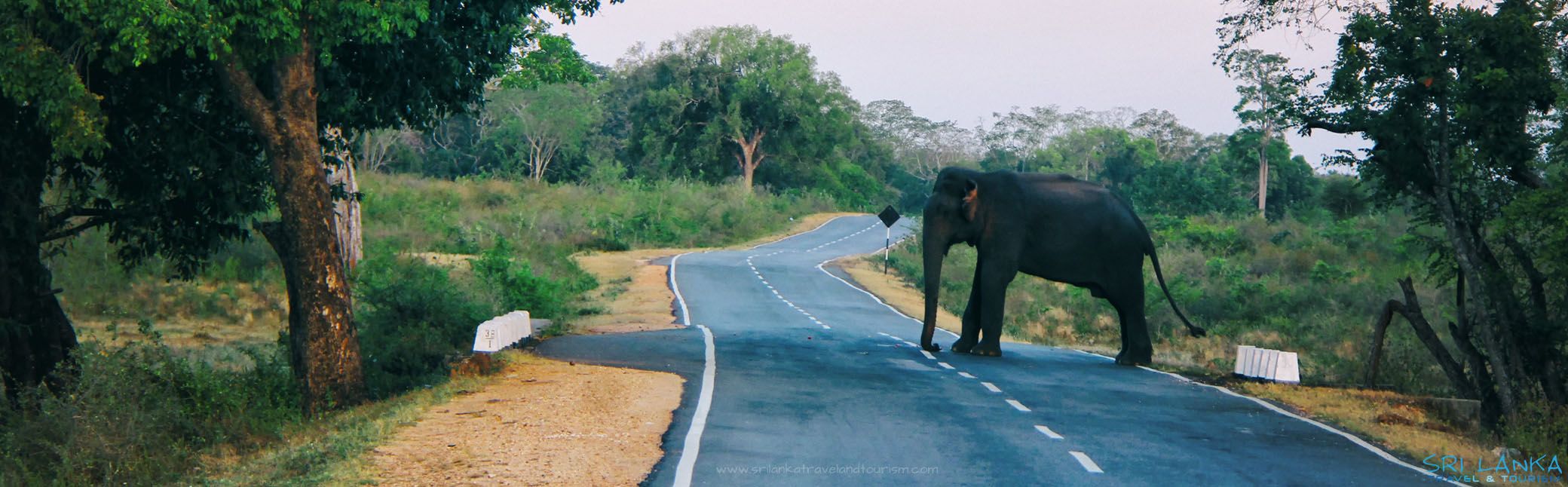 Sri Lanka Wild Elephant