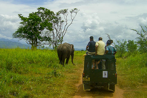 Udawalawe Wildlife and Safari